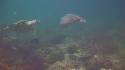 Sea Turtles High Five Eachother