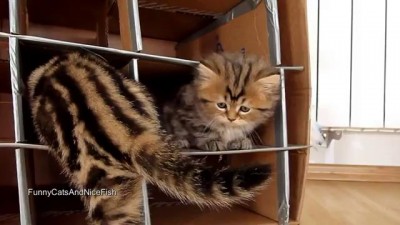 Cute Kittens vs. Handmade Fort
