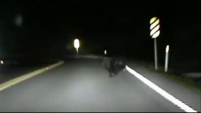 Медвежонок на дороге
