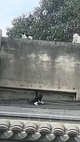 Несдающийся котёнок