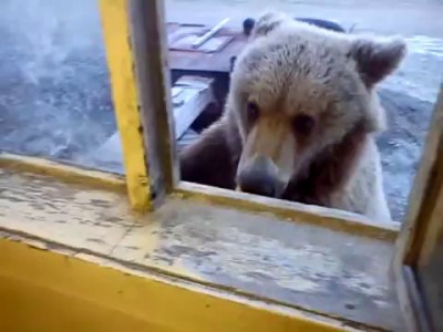 вот такие добрые русские медведи на колыме