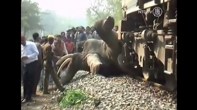Слон попал под поезд в Индии .