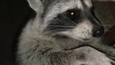 BIG Tame Wild Raccoon to Pet
