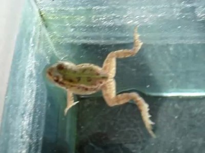 красноухая черепаха VS болотная жаба