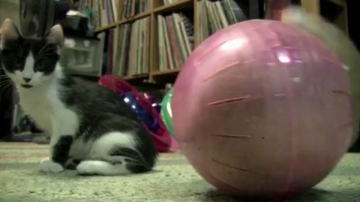 Сферический кот (не в вакууме)