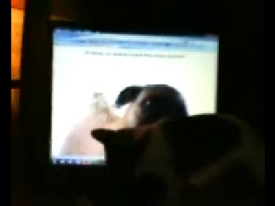 Кошка и собака на экране монитора