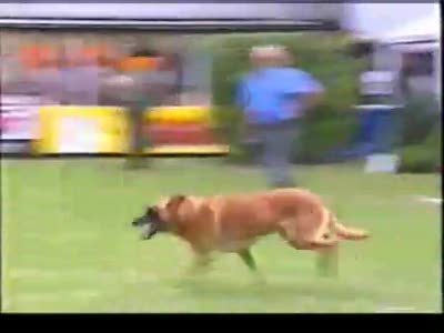 Dances with Malinois. Belgian RING (part1)