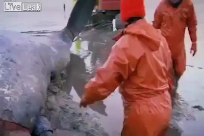 Некрозоокитофилка