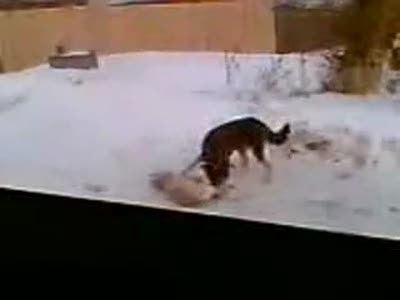 Чудовищный акт некрозоофилии