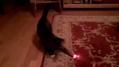 Кот с лазерной указкой на голове