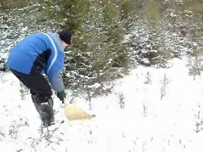 Кировчанин собрал пять ведер рыжиков под снегом