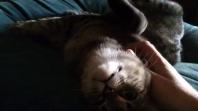 Cat Scratch Reflex (dun dun duuuun)