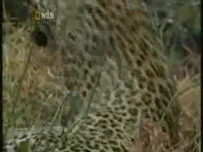 леопарды могут быть и такими