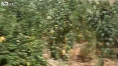 Трава горит