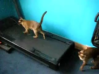 Fitness Kittens ~ Funny Video