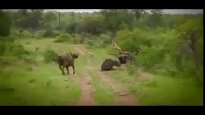 [RAW] Buffalo Throws Lion Into Air -Helps Friend Buffalo-Saves From Being Eaten By Lion