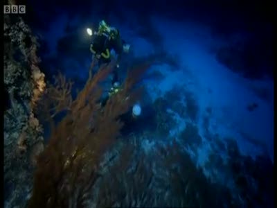 Красивые подводные съемки от BBC