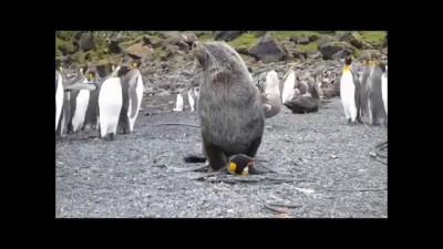 Seals having sex with penguins