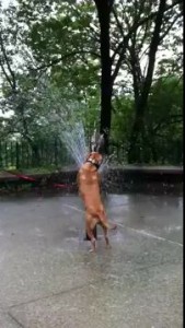 Собака прыгает через фонтан