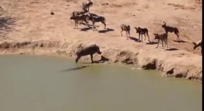 Wild dogs surround warthog but danger also lurks in the water