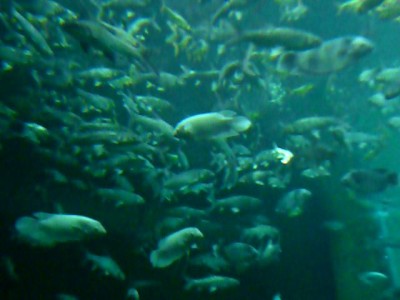 Огромный пресеноводный аквариум в Бангкоке