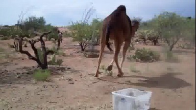 camel_vs_bin