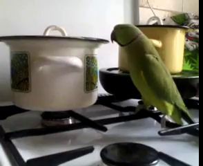 Попугайчик просить кушать