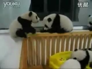 Маленькие панды