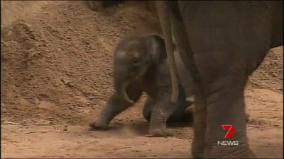 Слон толкнул слоненка