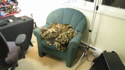 Perfect Cat Camoflage - You Can't See Rumble at All! Linus Cat Tips