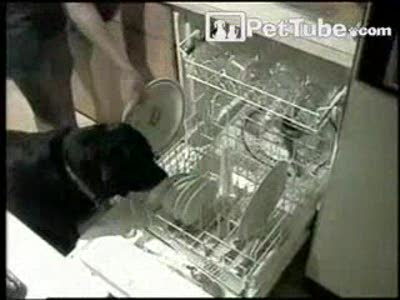 пёс помогает мыть посуду