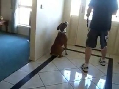 Собакен идет на улицу