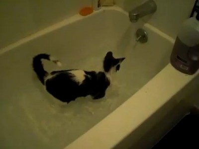 Котт в ванной