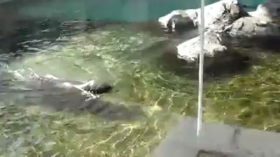 Кричащий тюлень