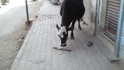 Корова и веник (Индия)
