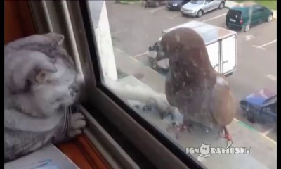 Ленивый кот и смелый голубь