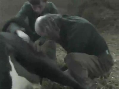 Cow gives birth to a dude