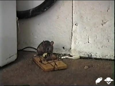 Мышка vs. мышеловка