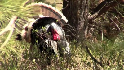Охота на индейку. Лук