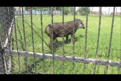 Тапир после сладких снов