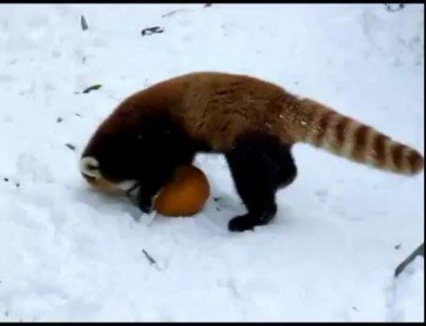 Red Panda vs Pumpkin
