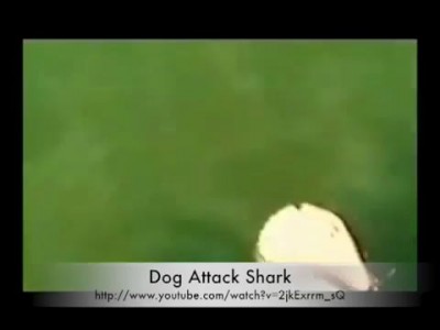 Dog Attack Shark-Собака атакует акулу