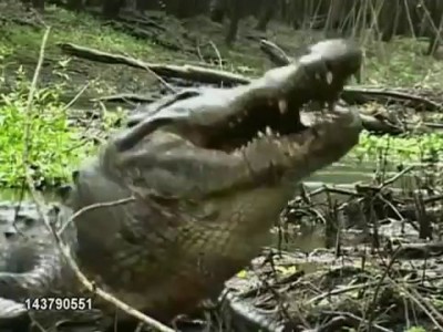 Alligators Jaws Are Way Stronger Than You Thought They Were