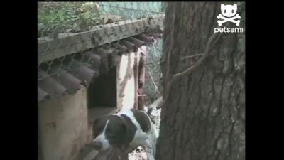 Mission Impossible Dog Makes Miraculous Escape