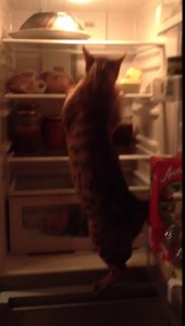 Джексон, закрой холодильник