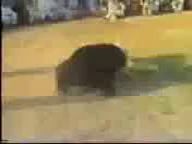 медведь и питбули