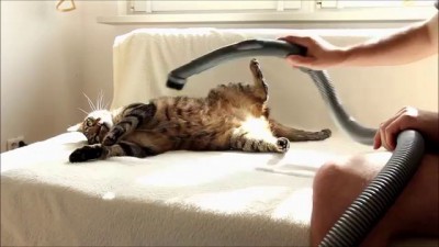 Bobo Cat Really Loves Being Vacuumed