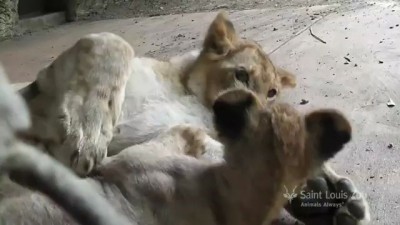Lion cubs at Saint Louis Zoo