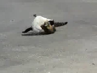 Коварное нападение кота