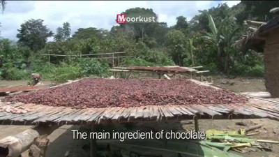 First taste of chocolate in Ivory Coast